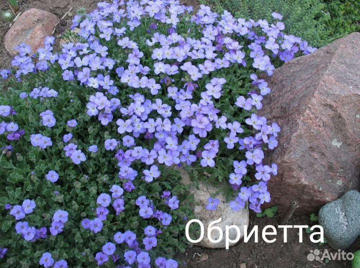 Почвопокровные растения