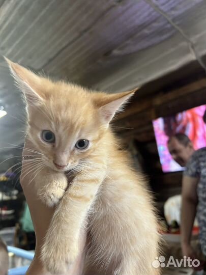 Котенок в добрые руки