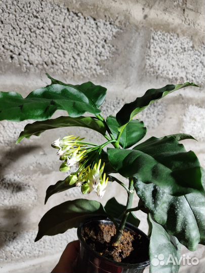 Хойя мультифлора