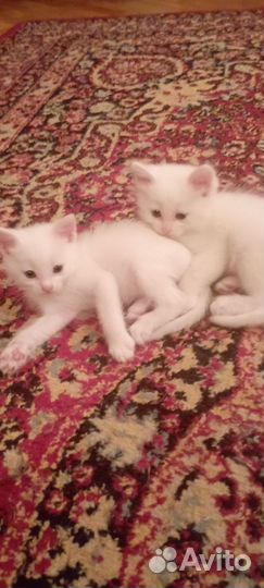 Котята турецкой ангоры