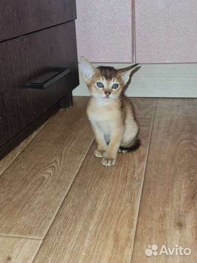 Абиссинские котята