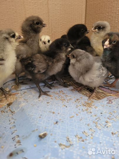 Цыплята