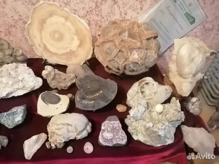 Окаменелости. Минералы. Шары. Срезы. Септарии