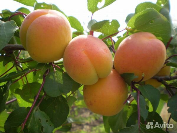 Плодовые деревья и кустарники, саженцы