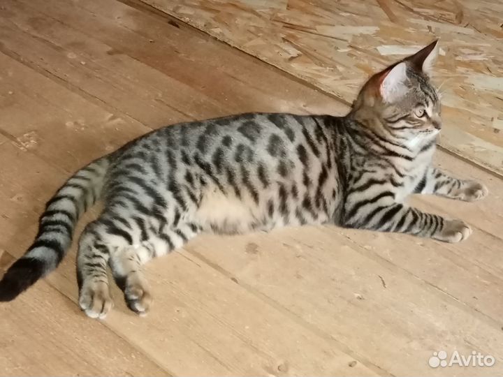 Бенгальская