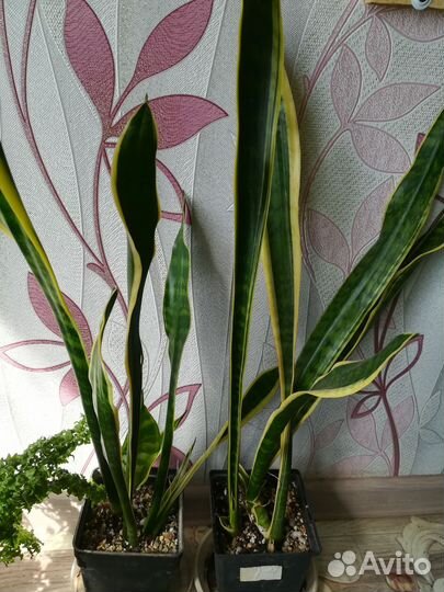 Сансевиерия