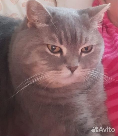 Передержка кошек