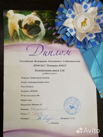 Кобель для вязки