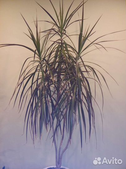 Пальма драцена