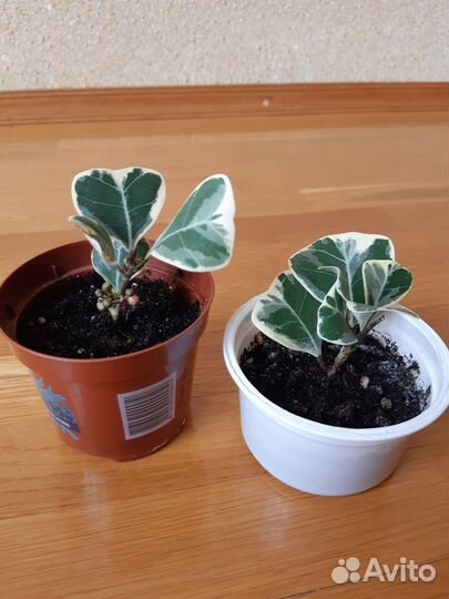 Фикусы, бальзамин, хавортия