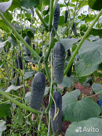 Огурцы и помидоры домашние свежие