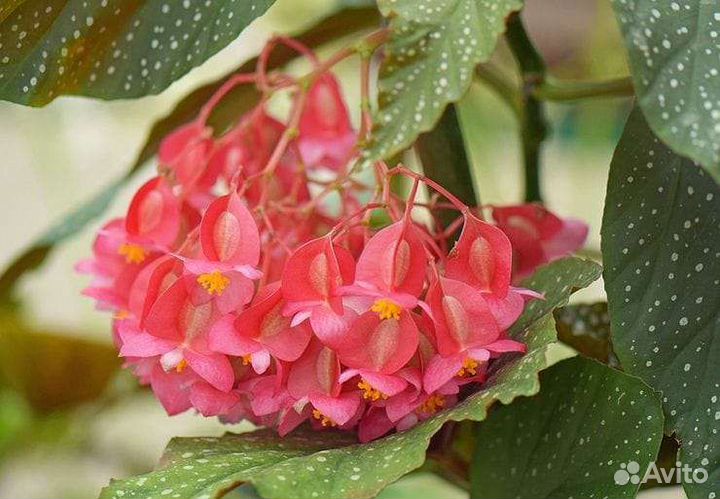 Коралловая бегония