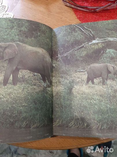 Книга сафари и российкая федерация урал