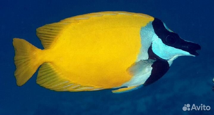 Рыбка Лисица желтая