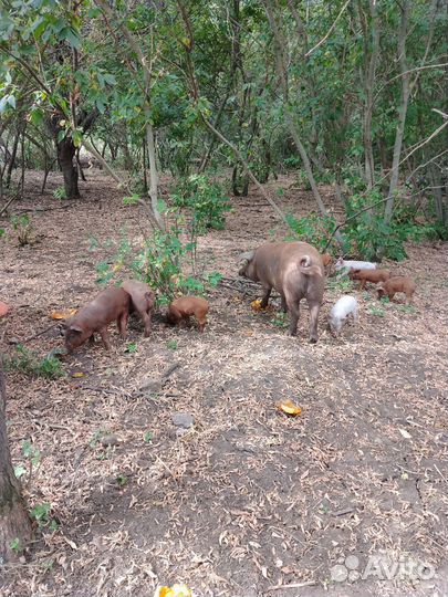 Поросята дюрок