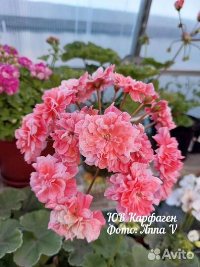 Пеларгония та Эммануэль и др