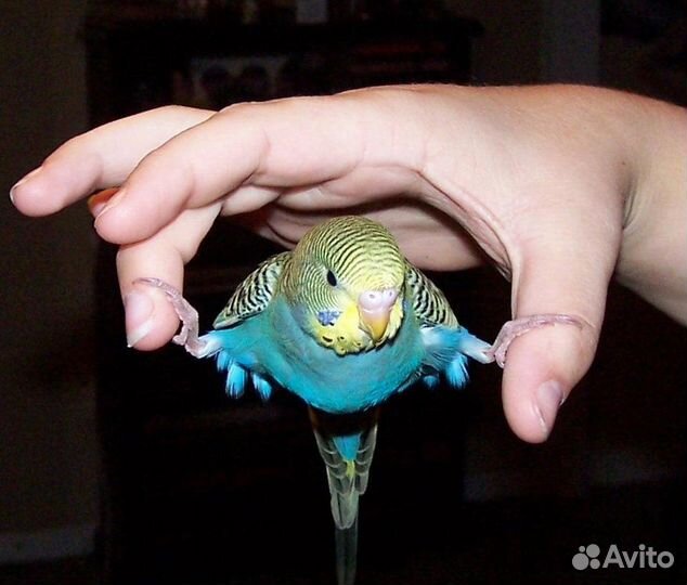 Волнистые птенцы 35д в центре