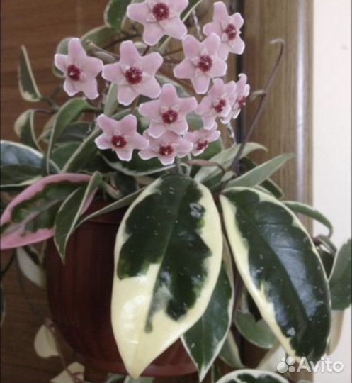 Хойя Кримсон Квин