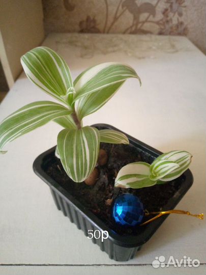 Комнатные цветы