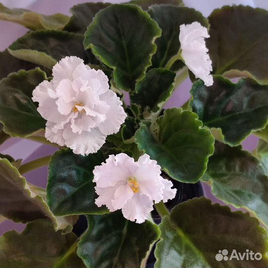 Розетка фиалки