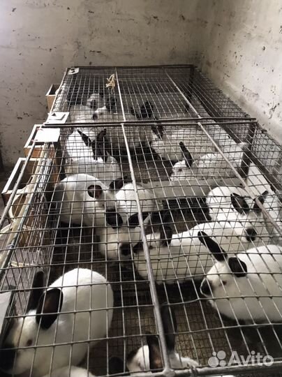 Калифорнийские кролики мясной породы