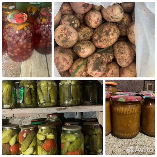 Картофель Аврора