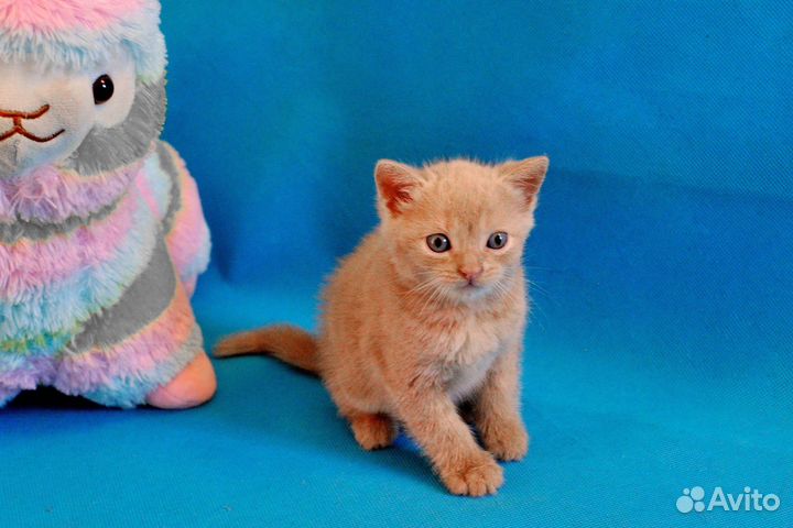 Котята 1 месяц