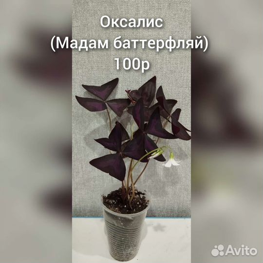 Кислица оксалис