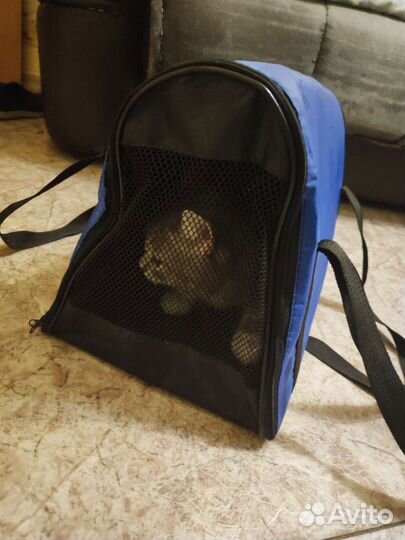 Переноска для кошек