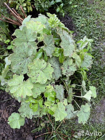 Кустами- Хоста, астильба, горжетка, медуница пятн