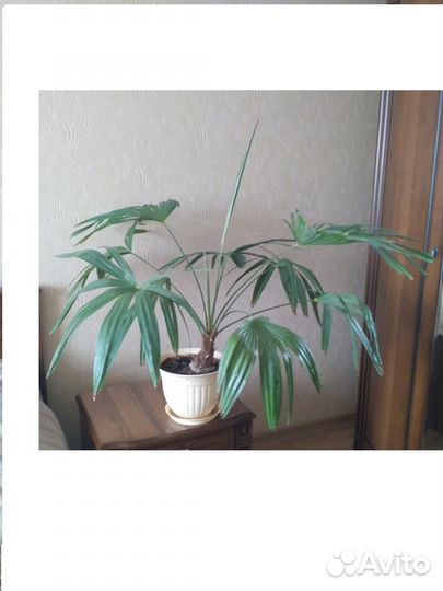 Комнатные растения