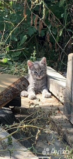 Котенок мальчик