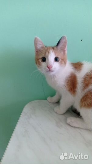 Кошки в добрые руки