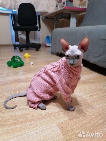 Одежда/комбинезон/Свитер для сфинксов