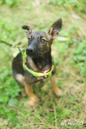 Собака в добрые руки отдам бесплатно