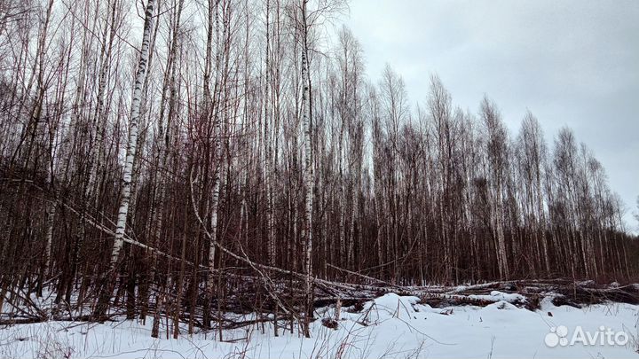 Дрова березовые не колотые