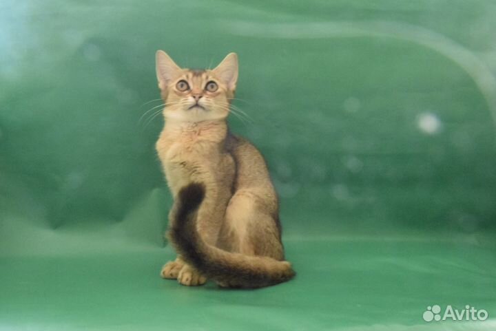 Вариативные котята