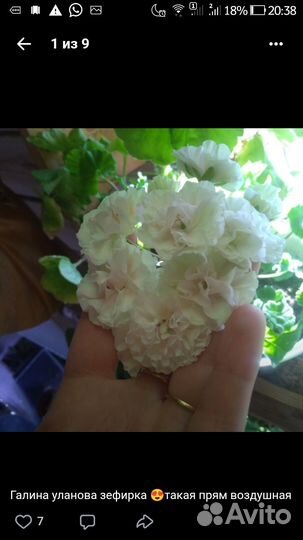 Продам на срез пеларгонии