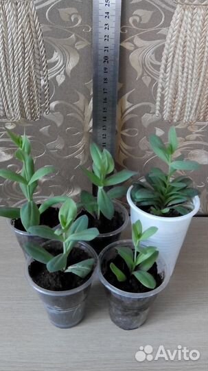 Эустома и другие