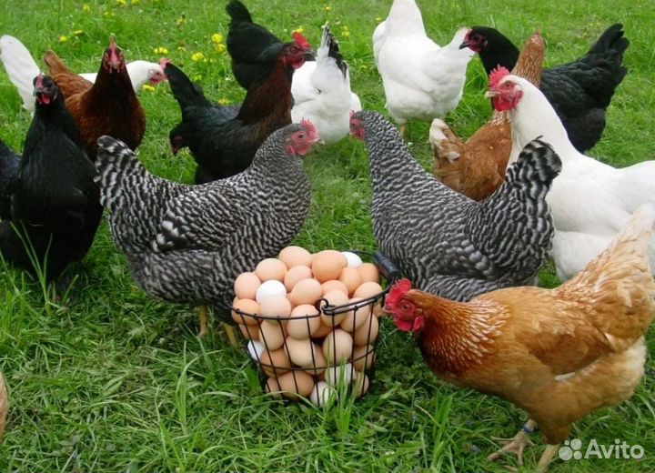 Молодые Домашние Куры