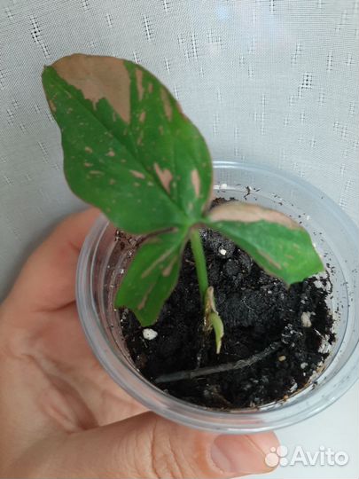 Сингориумы сортовые