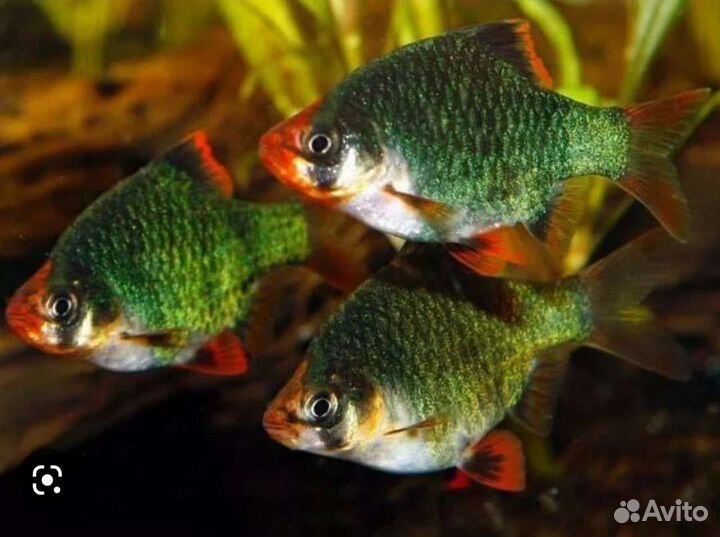 Рыбки барбусы