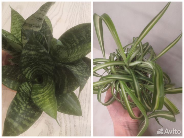 Сансевиерия / Хлорофитум