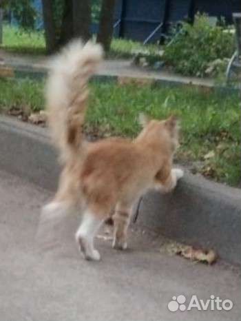 На улице рыжий котик