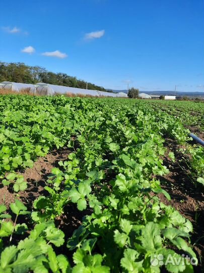 Кинза укроп руккола опт