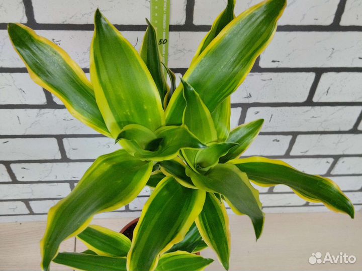 Драцена Голден Кост