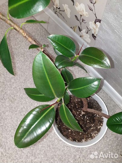 Фикус Эластика Мелани 140см IKEA горшок