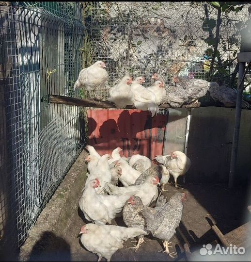 Петух Леггорн