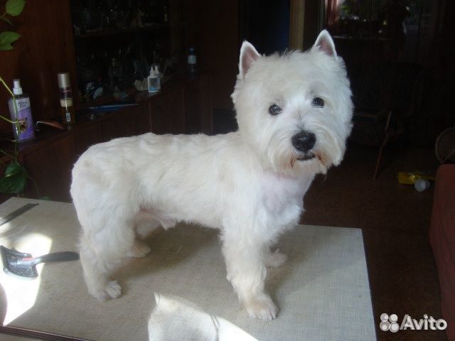 Лёля - собачий парикмахер