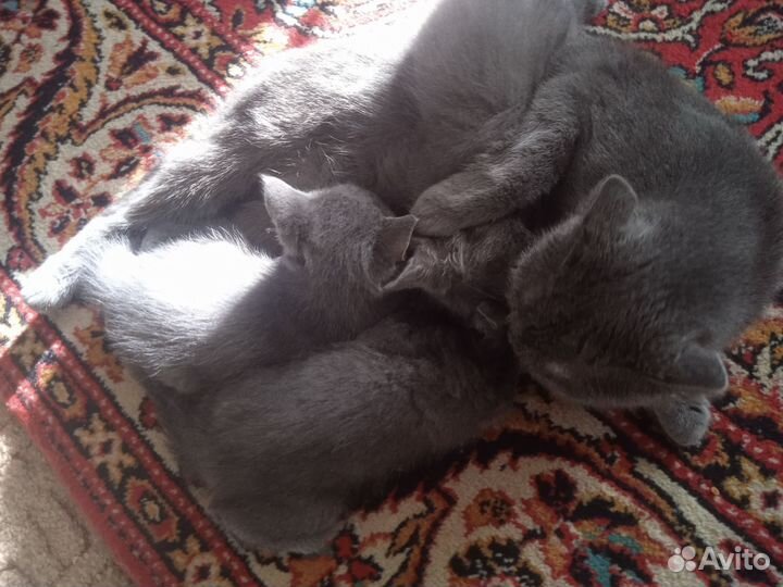 Британский вислоухий